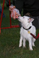 /album/agility/kierka-agi-jpg/